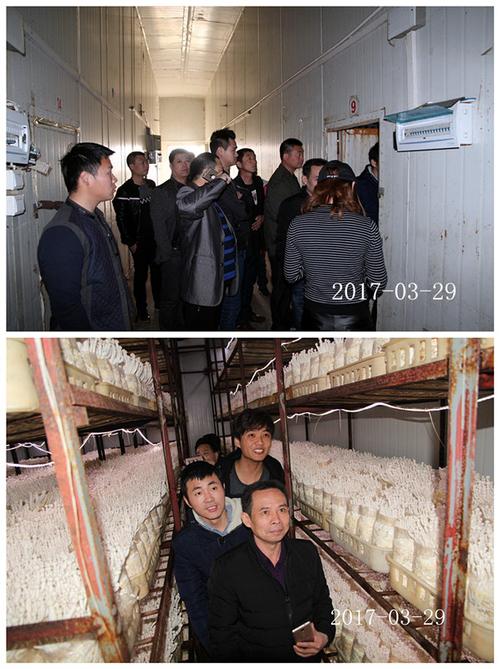 合肥市庐阳区食用菌协会学员在合肥立新菌种场海鲜菇工厂化种植培训
